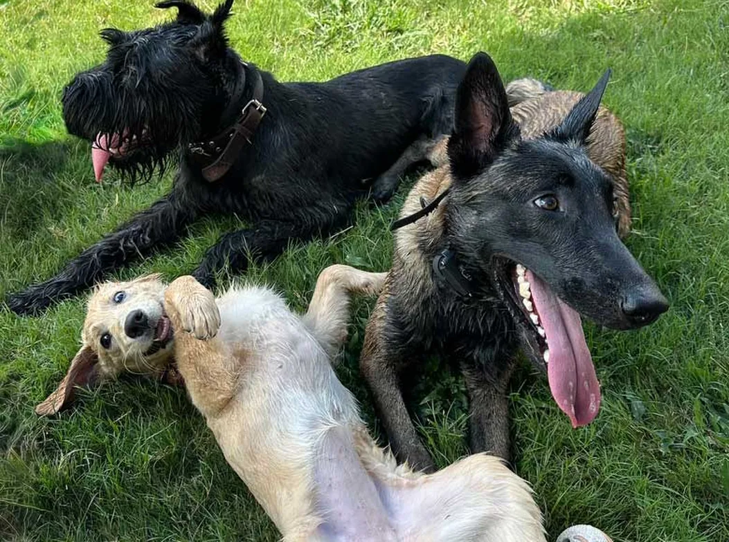 Three dogs holding a group stay after training with Steady State K9
