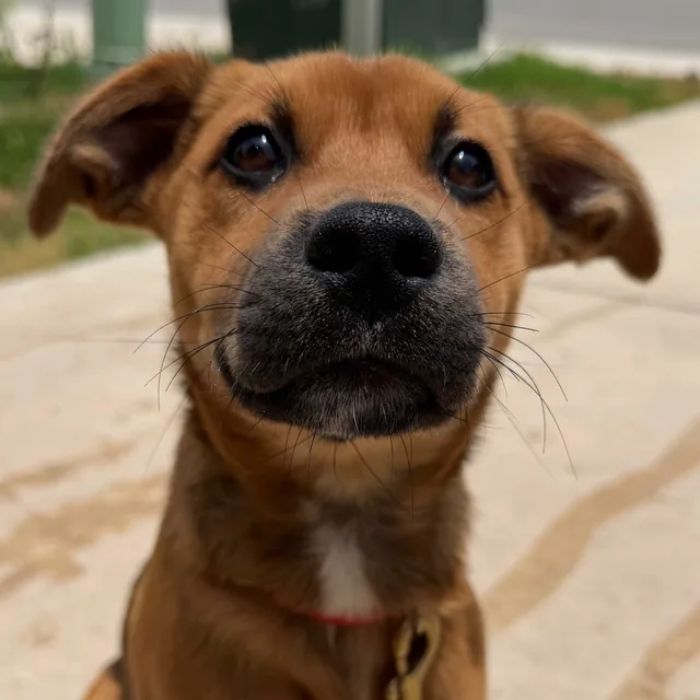A puppy in training with Steady State K9