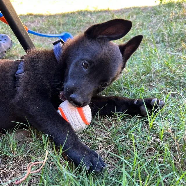 A young puppy playing with a ball during a training break