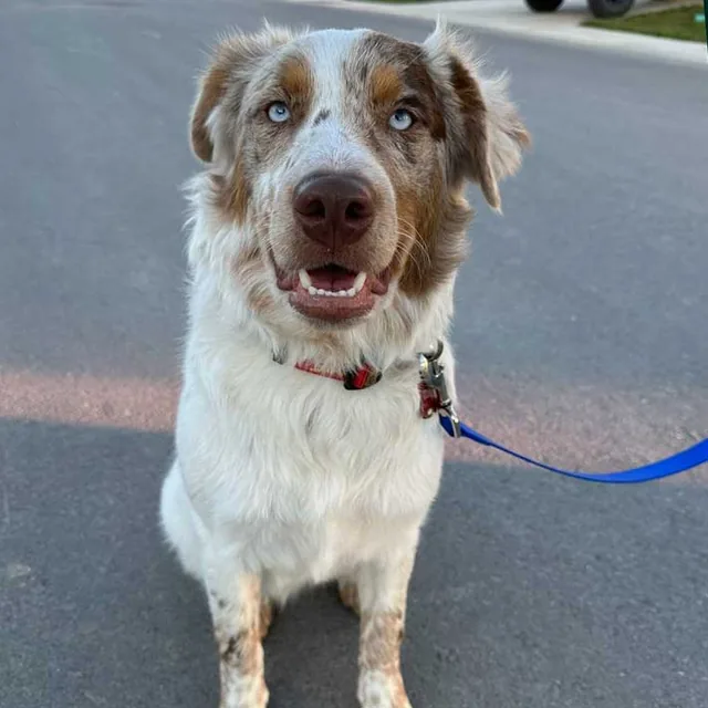 An Australian Shepherd on leash after obedience training