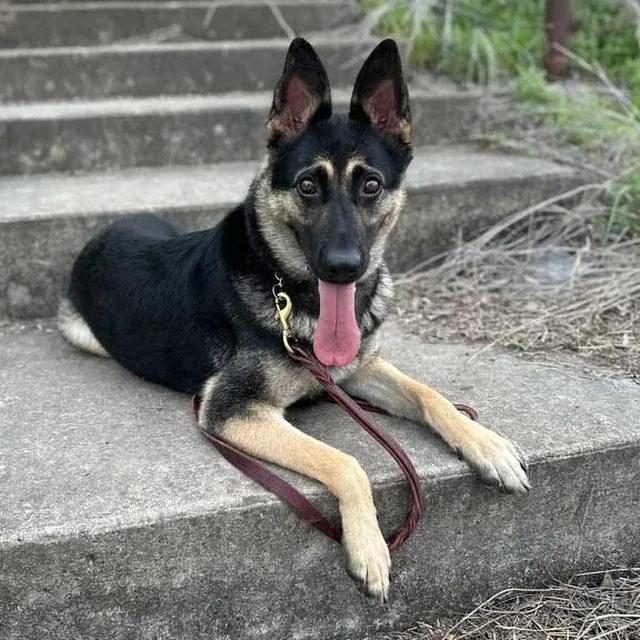 A German Shepherd holding a down stay on leash