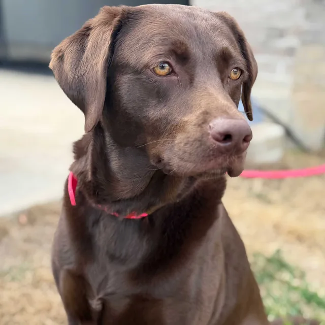 A chocolate Labrador after training with Steady State K9