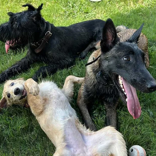 Three trained dogs relaxing together on the grass
