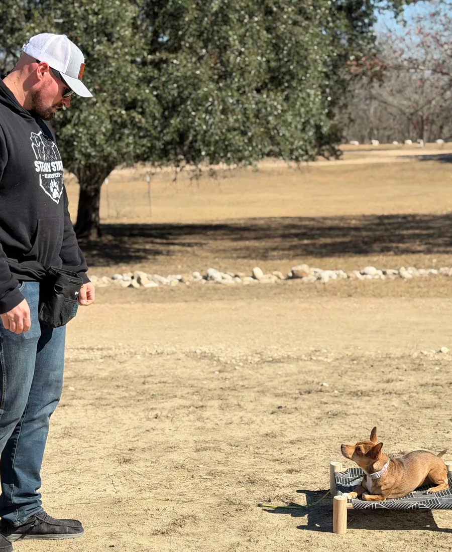 A Steady State K9 trainer working a dog on a place board at a San Antonio park