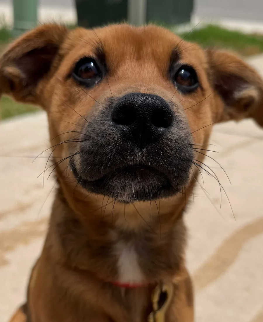 A young puppy learning focus during puppy training with Steady State K9