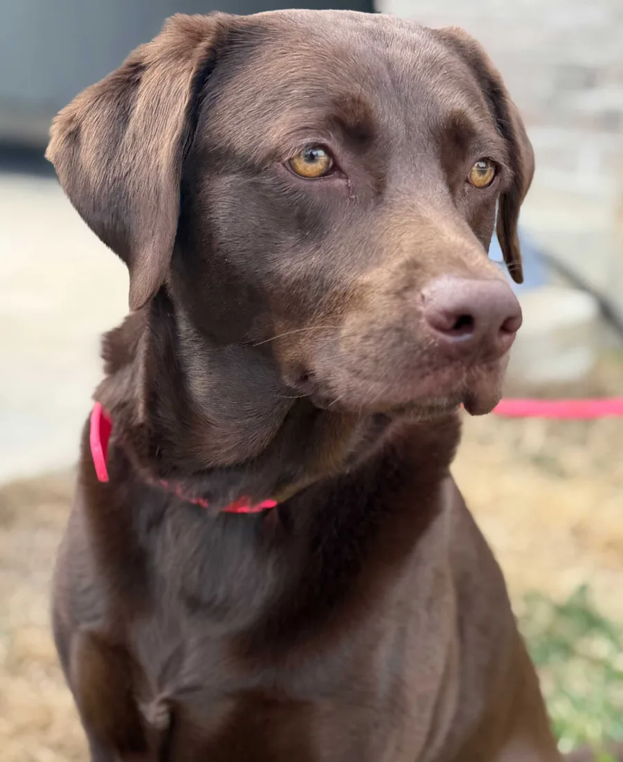 A chocolate Labrador holding a calm sit after board and train with Steady State K9