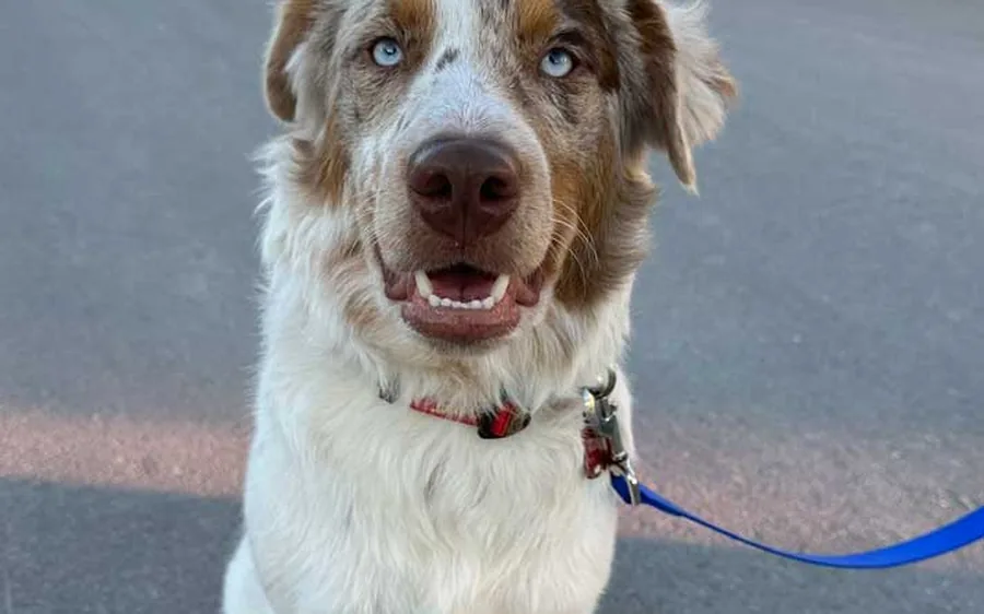 An Australian Shepherd holding a sit on leash during obedience training