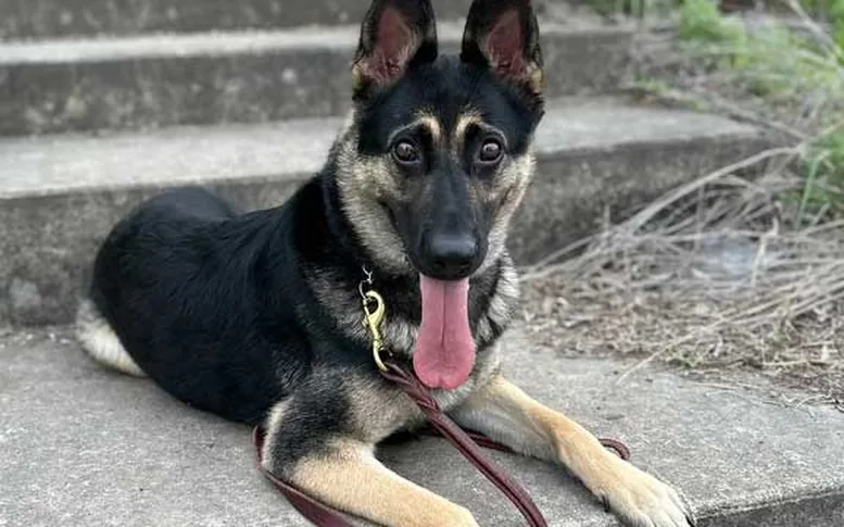 A German Shepherd settled on leash during behavior modification