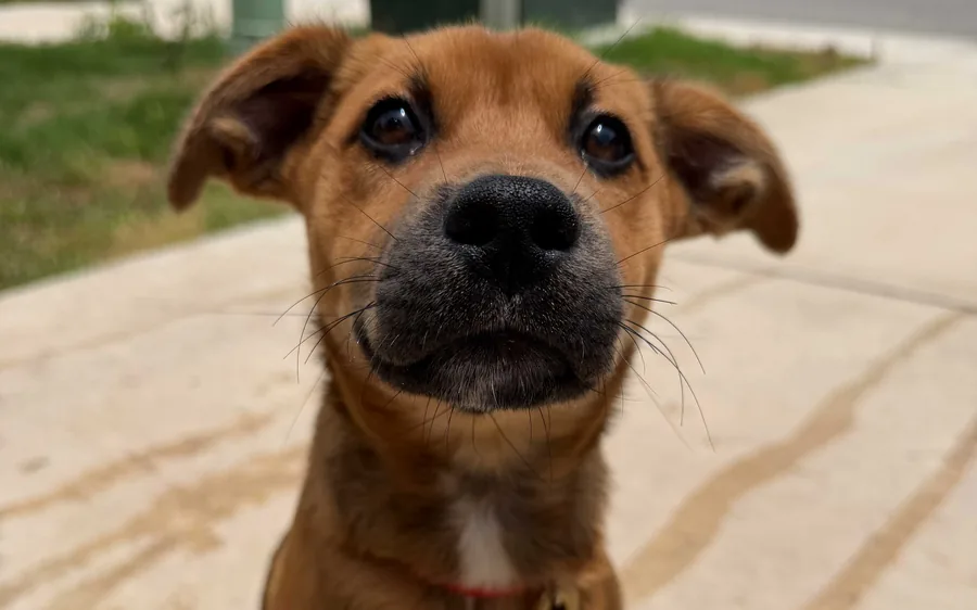 A puppy in training with Steady State K9 in San Antonio