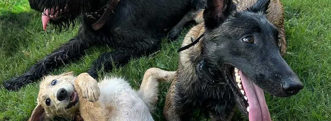 Three trained dogs relaxing together after a Steady State K9 program