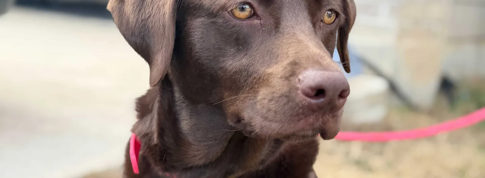 A calm, well-trained Labrador after working with Steady State K9